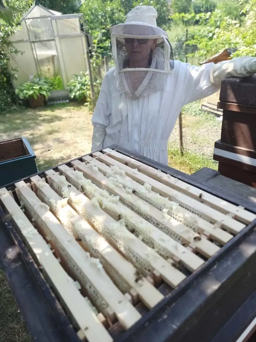 Unsere Bienen