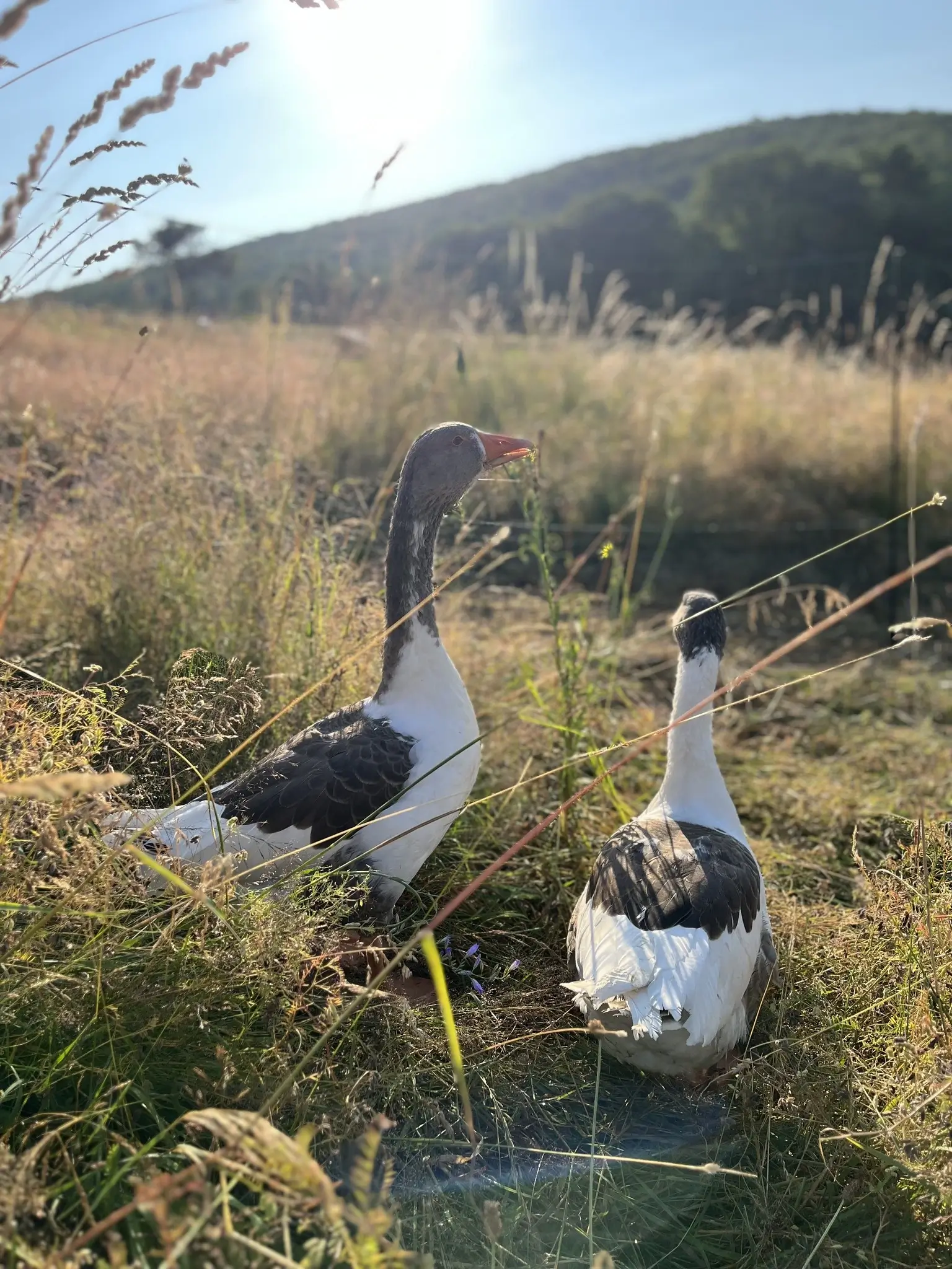 Unsere Hühner und Gänse